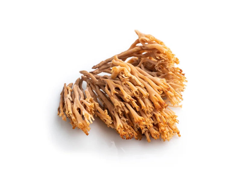 Cordyceps